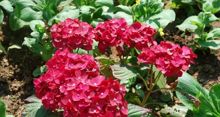 红色花在日本代表什么？送日本人红色花的寓意是什么？