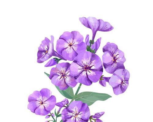 暗紫色花有什么不好的寓意？暗紫色花象征着什么？