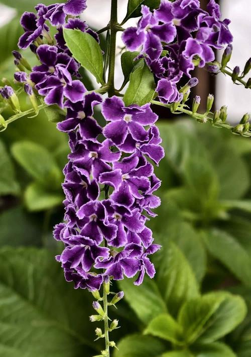 暗紫色花有什么不好的寓意？暗紫色花象征着什么？