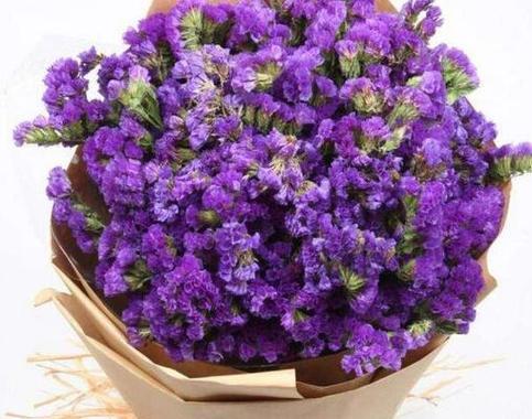 紫色花卉有哪些特别的意义和代表？紫色花语的深层含义是什么？