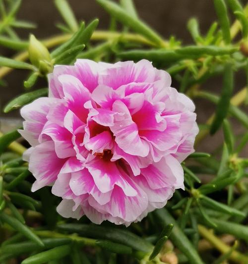 粉色花有三层含义吗？粉色花的多重含义是什么？