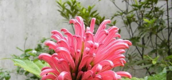 粉色指甲花代表什么含义？粉色指甲花的花语是什么？