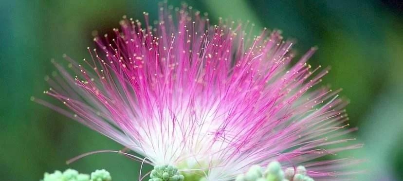 粉色指甲花代表什么含义？粉色指甲花的花语是什么？