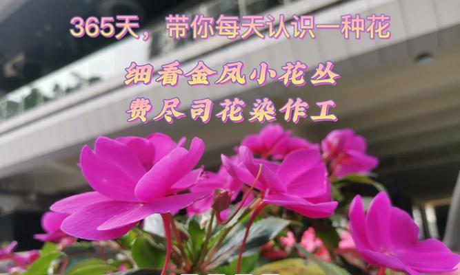 粉色指甲花代表什么含义？粉色指甲花的花语是什么？