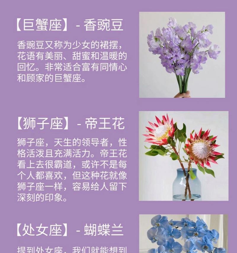 紫色花卉在家居装饰中的花语是什么？