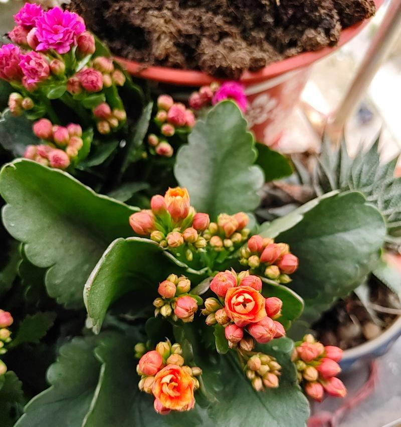橘色长寿花的寓意是什么？橘色长寿花象征什么？