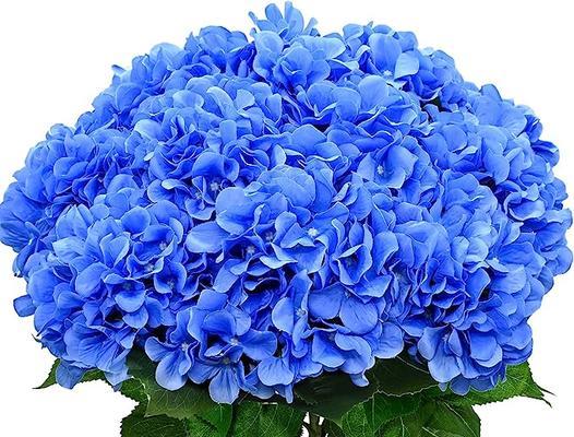 淡蓝色绣球花有何特别寓意？绣球花颜色的含义是什么？