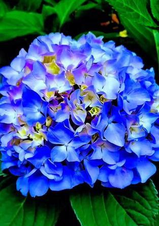淡蓝色绣球花有何特别寓意？绣球花颜色的含义是什么？