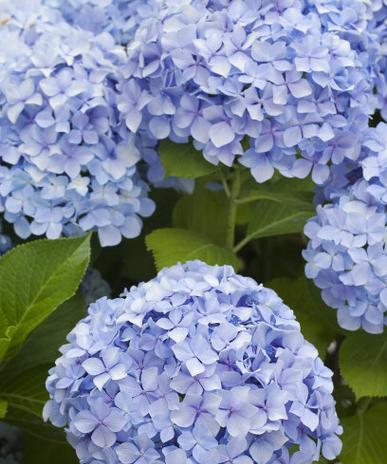 淡蓝色绣球花有何特别寓意？绣球花颜色的含义是什么？