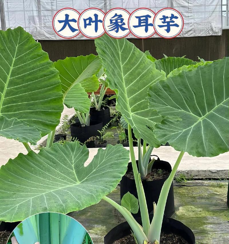 象耳花的寓意是什么？它为何象征吉祥？