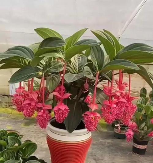 寓意平安的花乔迁搬家是什么？搬家时应选择哪些花卉？