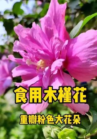 粉色花的寓意是什么？粉色花有哪些种类？