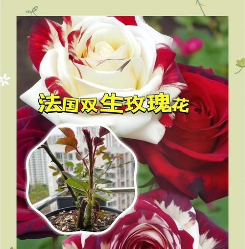 什么花代表非爱情的情感？
