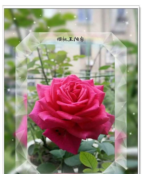 火星兰花语红色是什么？它代表了什么？