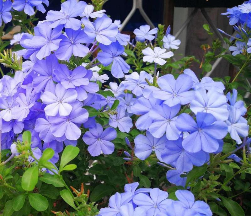 蓝色花有哪些特殊含义？什么蓝色花象征特别的意义？