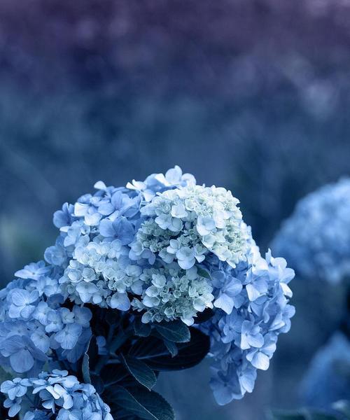 蓝色花有哪些特殊含义？什么蓝色花象征特别的意义？