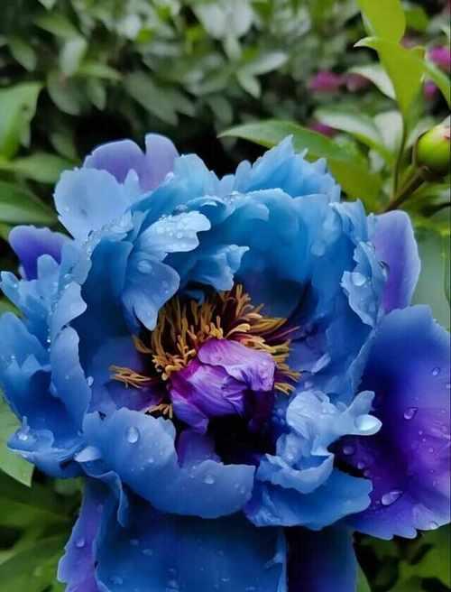 蓝色花有哪些特殊含义？什么蓝色花象征特别的意义？