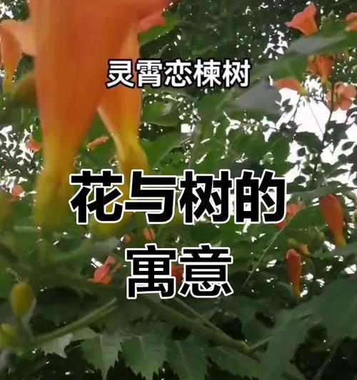 凌霄花的爱情寓意是什么？如何在花艺中表达？