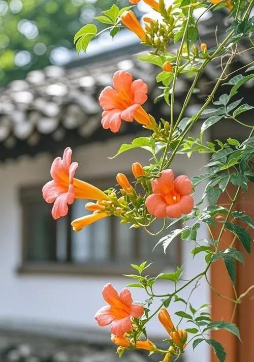 凌霄花的爱情寓意是什么？如何在花艺中表达？