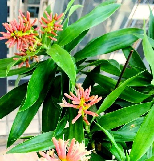 哪种植物象征着成功？