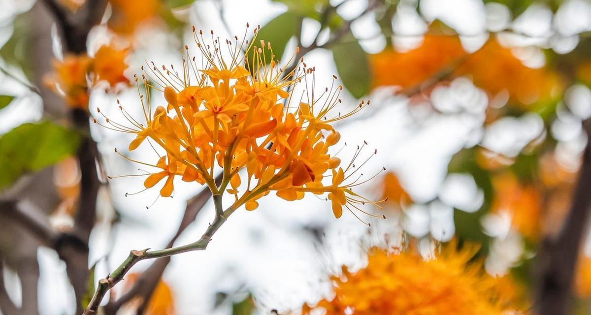 哪种花象征幸运吉祥？幸运吉祥花语是什么？
