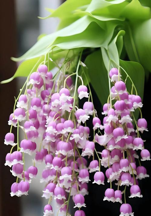 粉色花卉通常代表什么？它们的花语有哪些？