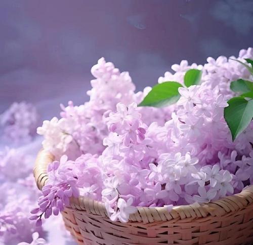 哪种花寓意遗憾的爱情？遗憾爱情的花语是什么？