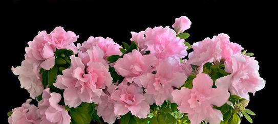 送粉红色花的含义是什么？粉红色花代表什么意义？