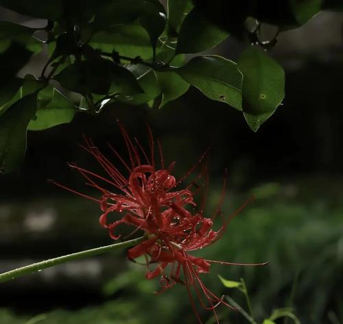 曼陀罗花的花色有哪些？它们的花语和寓意是什么？