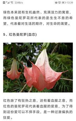 曼陀罗花的花色有哪些？它们的花语和寓意是什么？