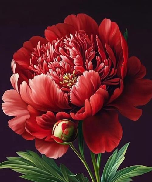 牡丹花真的寓意富贵吉祥吗？