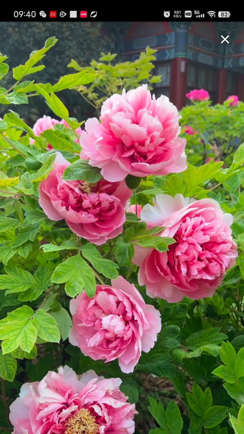 牡丹花真的寓意富贵吉祥吗？