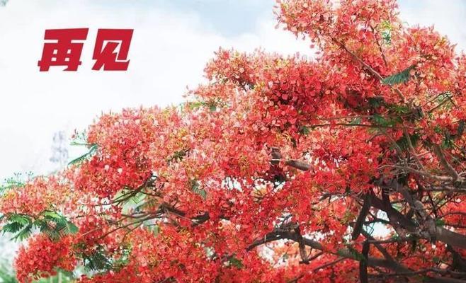 凤凰花仙了的含义是什么？
