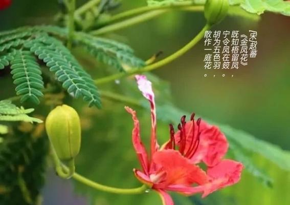 凤凰花仙了的含义是什么？