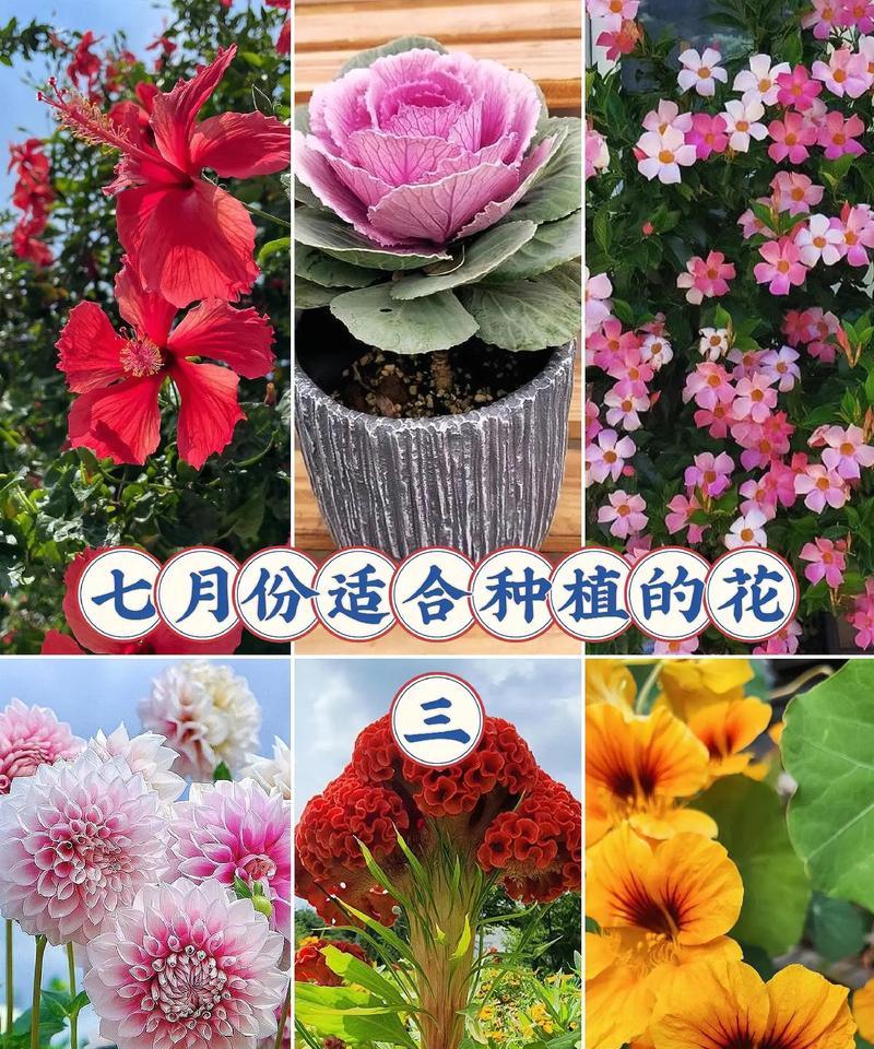 三种颜色的花组合有何寓意？它们象征着什么？