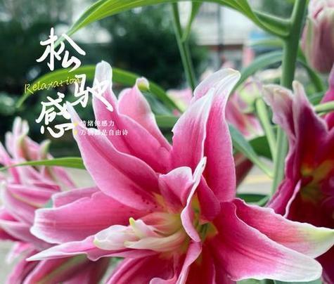 4躲粉色百合花的寓意是什么？粉色百合花的花语有哪些？