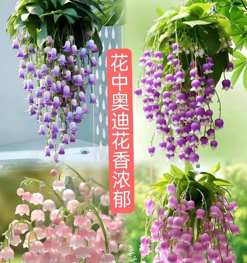 什么花象征着幸福的到来？这些花的寓意是什么？