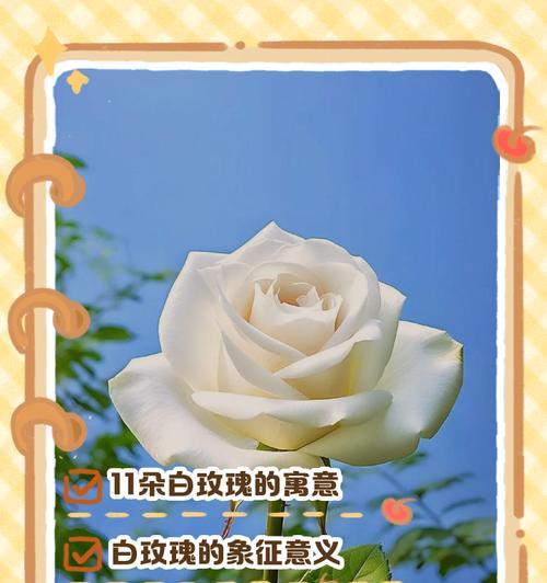 浅色玫瑰花语是什么？寓意有哪些？