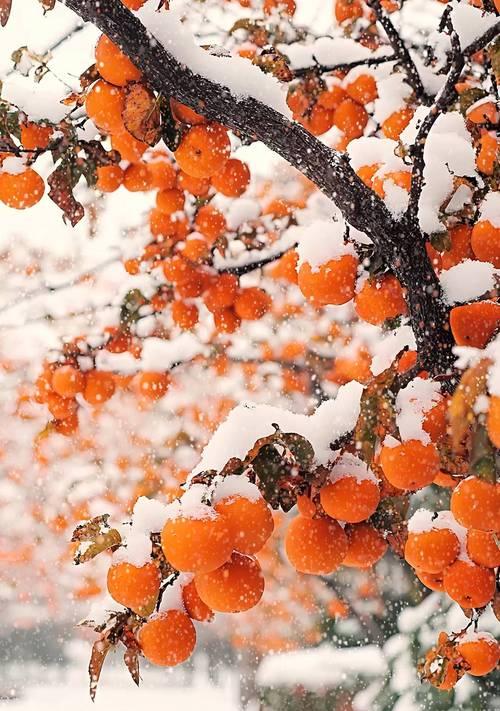 柿柿如意花代表什么？柿柿如意花的寓意和象征是什么？