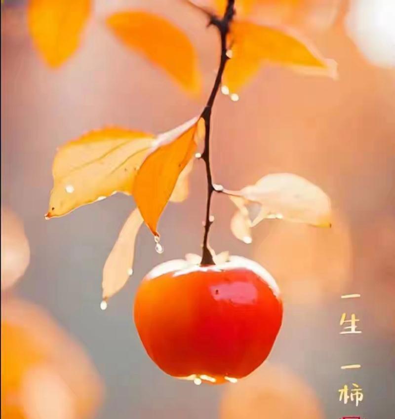 柿柿如意花代表什么？柿柿如意花的寓意和象征是什么？