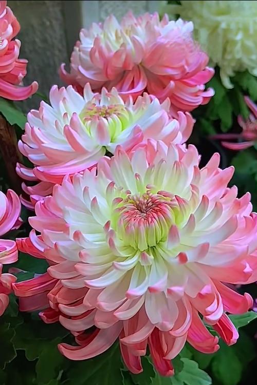 粉色花象征活力吗？粉色花的活力寓意是什么？