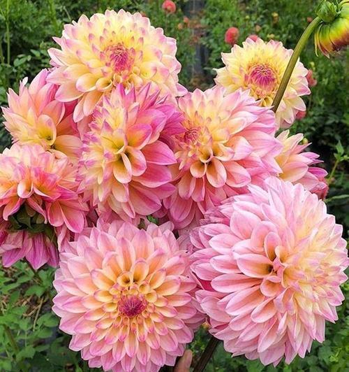 粉色花象征活力吗？粉色花的活力寓意是什么？