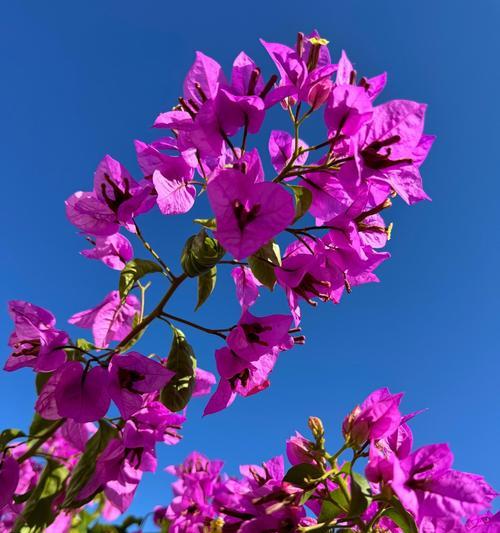 紫色玫瑰花的花语寓意是什么？它象征着什么？