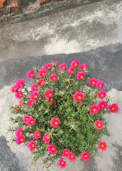 太阳花真的代表快乐吗？它的象征意义是什么？