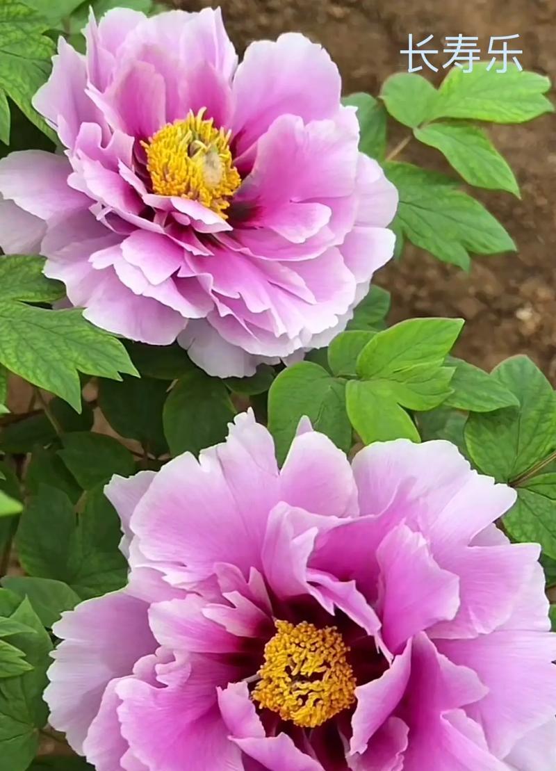 牡丹花的不同颜色代表什么含义？