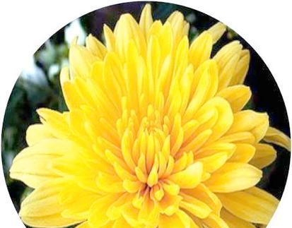 清明节送母亲什么花最合适？这些花的寓意是什么？