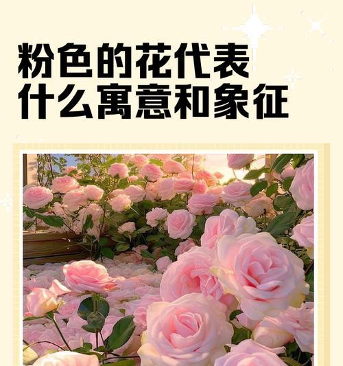 粉色白色手捧花代表什么？它们的寓意是什么？