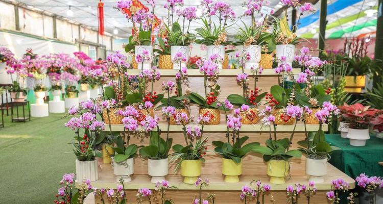 广州年花有哪些吉祥含义？年花的寓意是什么？