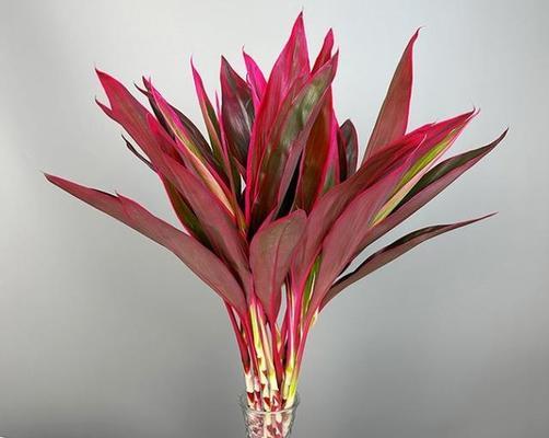 广州年花有哪些吉祥含义？年花的寓意是什么？