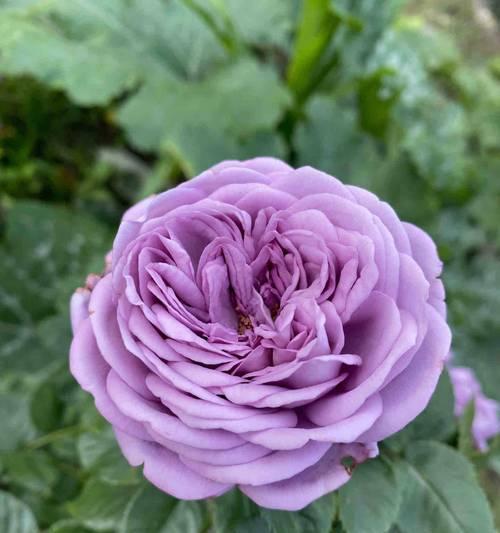 紫色手捧假花代表什么？它们在花语中象征着什么？